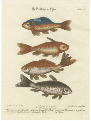 After George Edwards, Goldfish of China, 18th Century, Hand-Colored Copper Engraving