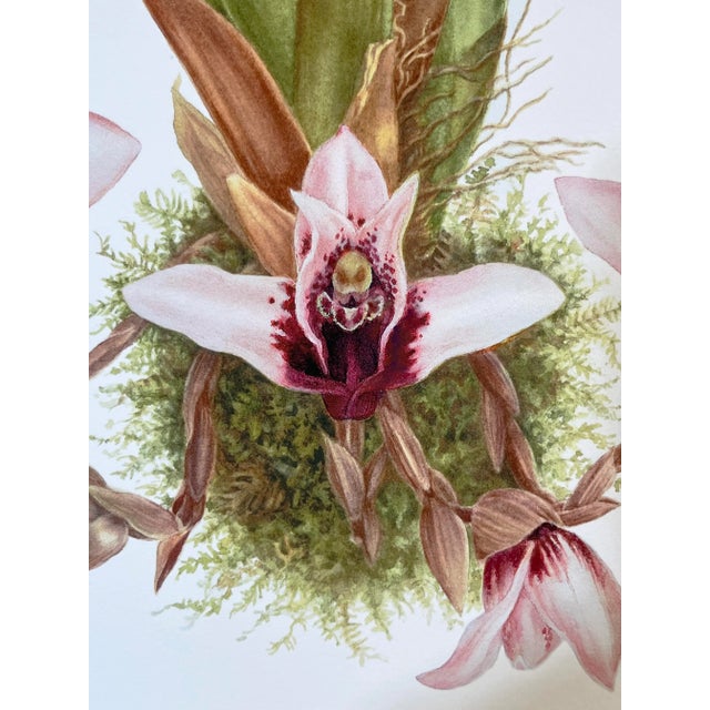 Large Orchid Giclee Prints Hand-Retouched by Angela Mirro - Set of Three Framed Prints - For Sale - Image 4 of 18