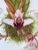 Large Orchid Giclee Prints Hand-Retouched by Angela Mirro - Set of Three Framed Prints - For Sale - Image 4 of 18