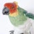 German Porcelain Parrot For Sale In West Palm - Image 6 of 9