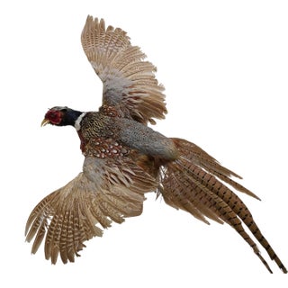 Taxidermy Pheasant in Mid Flight For Sale