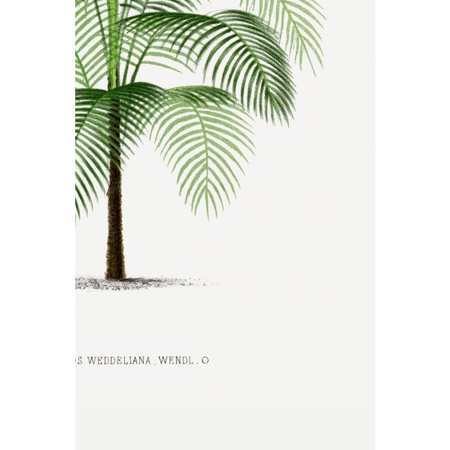 Tropical Palm Study, Vintage Botanical Art Print Reproduction, 12" X 18" For Sale - Image 10 of 10