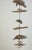 Cute Florida coastal mobile sculpture with ceramic manatee figures, sea shells and driftwood pieces.