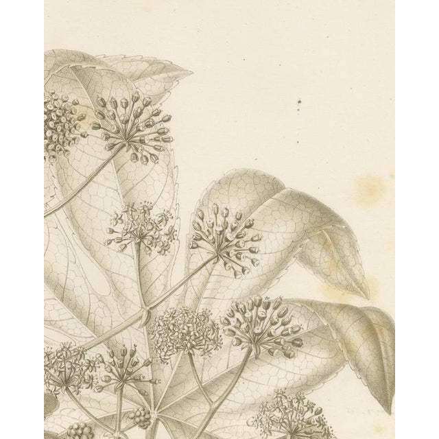 L. Stroobant, Fatsia Japonica, Aralia Japonica Flowering Branch, 1858, Lithograph For Sale - Image 6 of 9