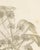 L. Stroobant, Fatsia Japonica, Aralia Japonica Flowering Branch, 1858, Lithograph For Sale - Image 6 of 9