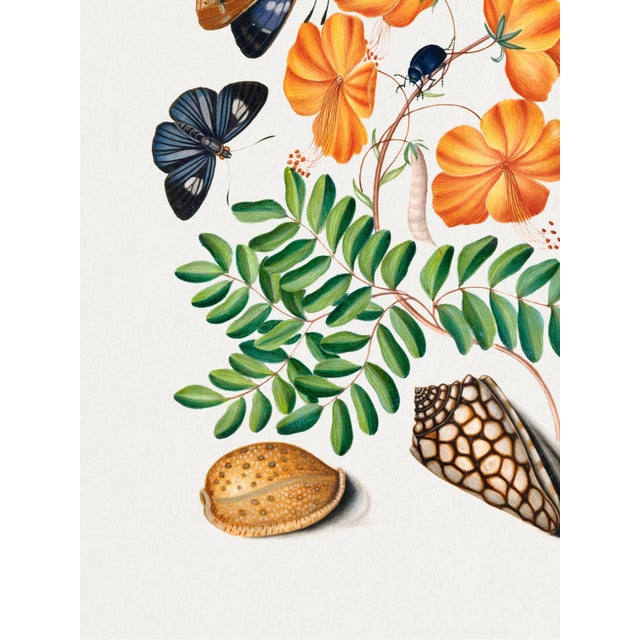 Not Yet Made - Made To Order Natural History Study With Butterflies and Shells (James Bolton), Vintage Art Print Reproduction, 18" × 24" For Sale - Image 5 of 6