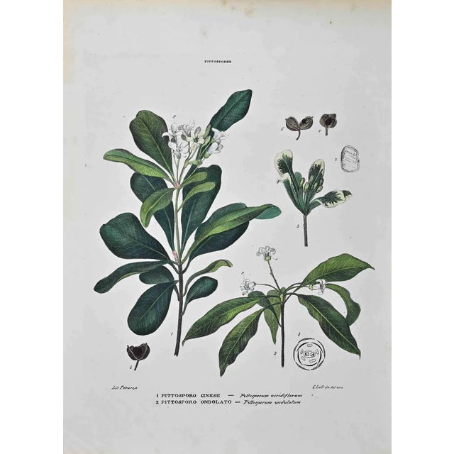 Vincenzo Tenore, Pittosporeae, Lithograph, 1870s For Sale