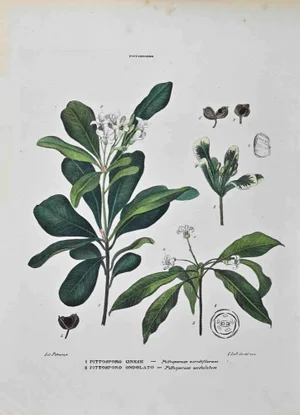 Vincenzo Tenore, Pittosporeae, Lithograph, 1870s