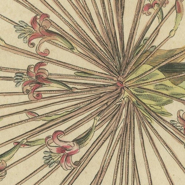 Bertuch, Brunsvigia Candelabra Lily Flower Head, 1815, Print For Sale - Image 4 of 12