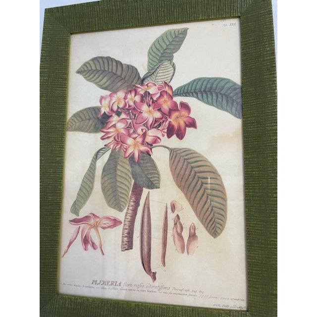 Vintage Wood Framed Botanical Prints For Sale - Image 10 of 12