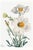 Matilija Poppy, Vintage Botanical Art Print Reproduction by Mary Vaux Walcott, 40" X 60" For Sale