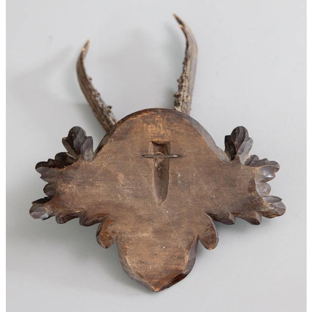 Late 19th Century Antique Black Forest Roe Deer Antlers Hunting Trophy 1888 Mount For Sale - Image 5 of 6