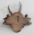 Late 19th Century Antique Black Forest Roe Deer Antlers Hunting Trophy 1888 Mount For Sale - Image 5 of 6