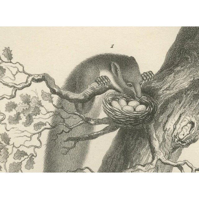 C.C. G. Zool., Pine Marten, Beech Marten, and Ermine in Nature, 1836, Lithograph For Sale - Image 3 of 10