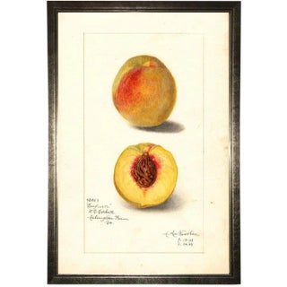 Peach Study in Pewter Shadowbox 21x29 For Sale