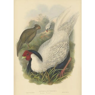 Silver Pheasant by Gould, 1850, Paper For Sale