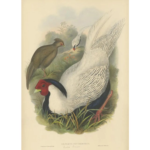 Silver Pheasant by Gould, 1850, Paper For Sale