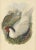 Silver Pheasant by Gould, 1850, Paper For Sale