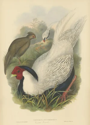 Silver Pheasant by Gould, 1850, Paper