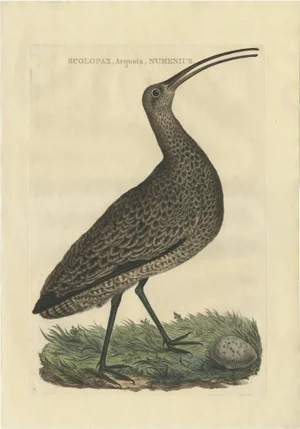 Sepp & Nozeman, The Eurasian Curlew, 1789, Print