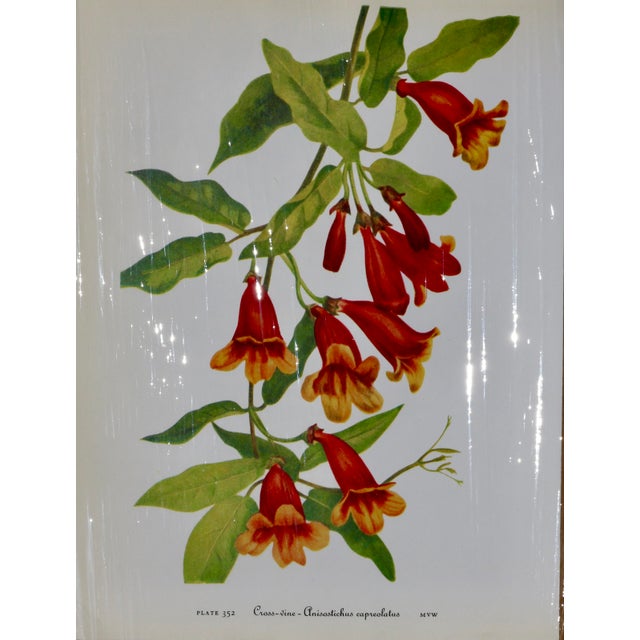 Set of 12 Vintage Botanical Prints Unframed For Sale - Image 9 of 14