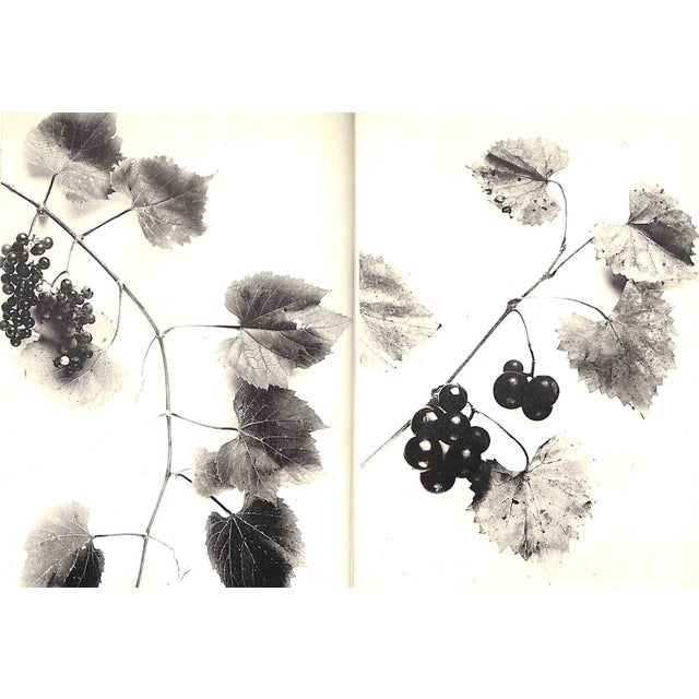 Paper "Grapes and Vines: From Home Vineyards" 1945 Hedrick, U. P. For Sale - Image 7 of 10