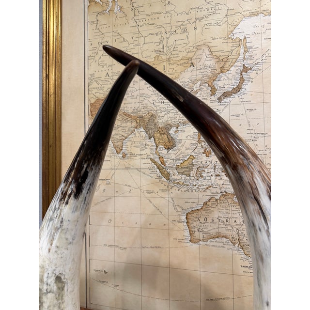 African Large Vintage Ankole Watusi Horn Pair – 28.5” Ugandan Cattle Horns – Sculptural Global Decor For Sale - Image 3 of 7