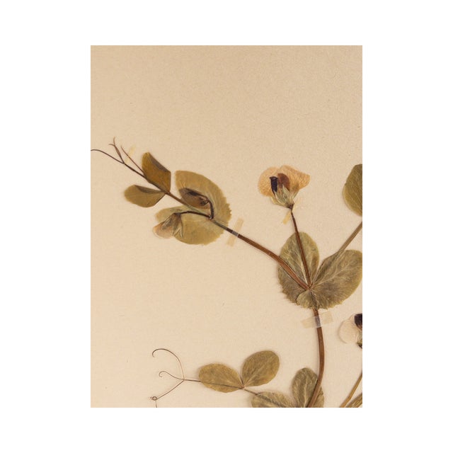 Rustic European Vintage Swedish Herbarium - Sweet Pea, Circa 1958 For Sale - Image 3 of 4