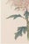 Pink Chrysanthemum, Vintage Japanese Botanical Art Print, 36" X 54" For Sale - Image 4 of 10