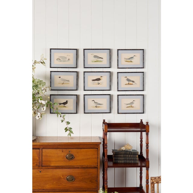 Antique Hand Colored Bird Engraving (C. 1865) | in Contemporary Black Bamboo Frame (Fulmar)