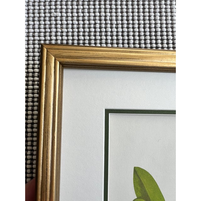 Transitional Framed Vintage Botanical Set of 6 -Authentic Vintage Mid-Century Vintage Prints For Sale - Image 3 of 7