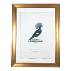 Madame Pauline Knip Engravings of a Bird, Columba Coronata