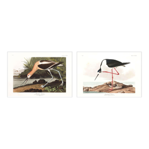 The Audubon Avocet Collection, Museum Style Shorebird Diptych, 30" X 20"