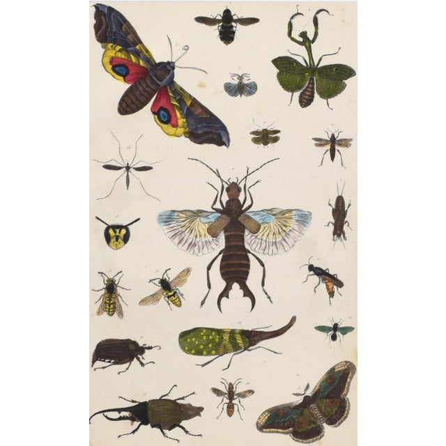 19th Century Antique English Hand Colored Entomogoical Engraving of Insects by Goldsmith For Sale - Image 4 of 5