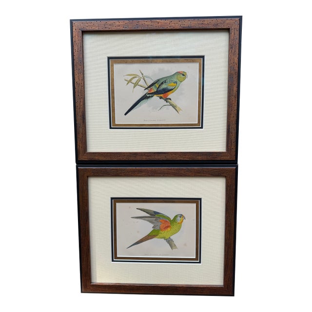 Antique Color Woodblock Prints From w.t. Greene’s “Parrots in Captivity” with Frame Matte and Validation From the Trowbridge Gallery - Set of 2 For Sale