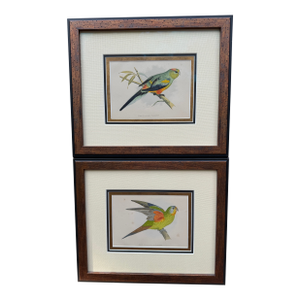 Antique Color Woodblock Prints From w.t. Greene’s “Parrots in Captivity” with Frame Matte and Validation From the Trowbridge Gallery - Set of 2