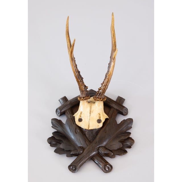 Cabin Antique Black Forest Roe Deer Antlers Hunting Trophy Mount For Sale - Image 3 of 7