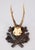 Cabin Antique Black Forest Roe Deer Antlers Hunting Trophy Mount For Sale - Image 3 of 7