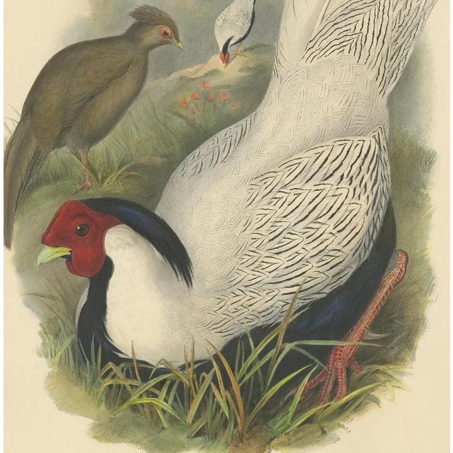 Silver Pheasant by Gould, 1850, Paper For Sale - Image 4 of 5