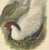 Silver Pheasant by Gould, 1850, Paper For Sale - Image 4 of 5