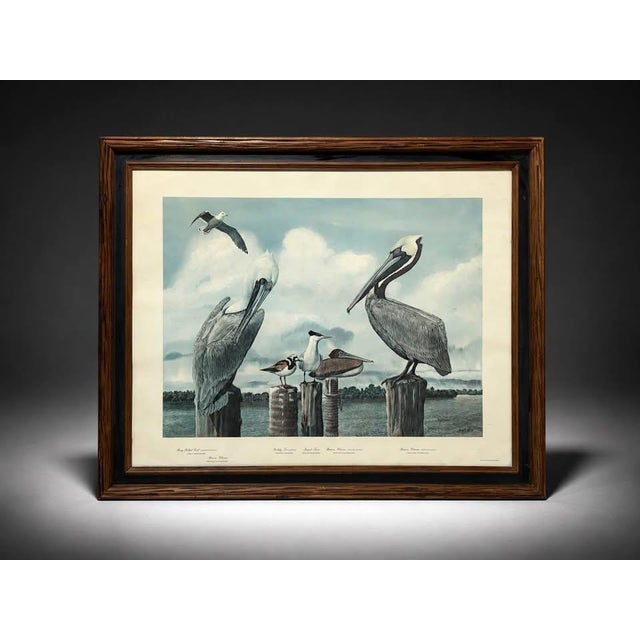 Late 20th Century Large Framed Ray Harm Coastal Shorebird Wildlife Print For Sale - Image 4 of 6
