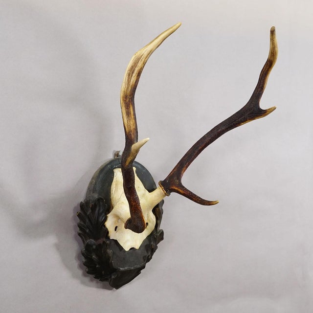 Black Forest Red Deer Trophy Abnorm on Carved Plaque Germany 1930s A large 6 pointer red deer (Cervus elaphus) trophy with...