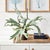 Green Staghorn Fern Drop-In 22" For Sale - Image 8 of 8