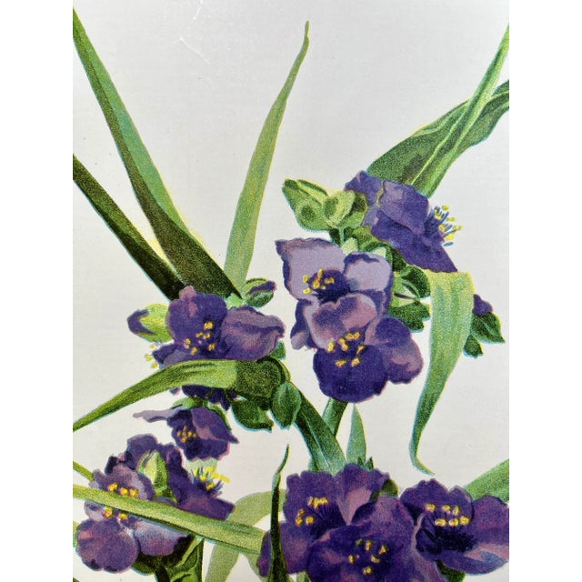 Illustration Antique Botanical Print From England Featuring a Vibrant Purple Virginian Spiderwort Flower - Circa 1893 For Sale - Image 3 of 8