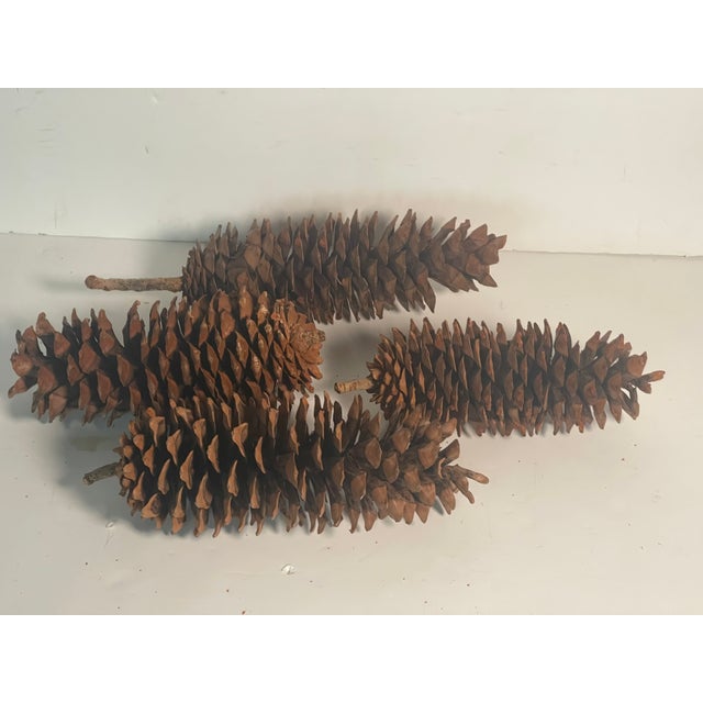 1960s Rustic Chalet Decor - Huge Pine Cones in Twig Basket For Sale In Miami - Image 6 of 8