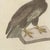 Bertuch, Six Hawks and Buzzards, Birds of Prey, 1805, Print For Sale - Image 6 of 12