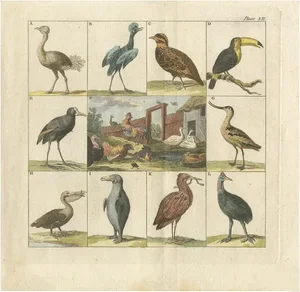 Martinet, Ostrich, Toucan, Pelican and Other Birds, 1808, Print