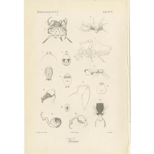Antique Scientific Plates of Leeches, Worms, Spiders & Microscopic Anatomy, 1887, Set of 4 For Sale - Image 4 of 10