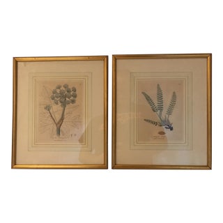 Framed Botanical Engravings - a Pair For Sale