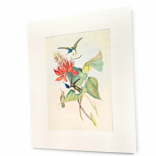 English Oversized Vintage John Gould Hummingbird & Floral Print | Matted 24 X 32 For Sale - Image 3 of 6